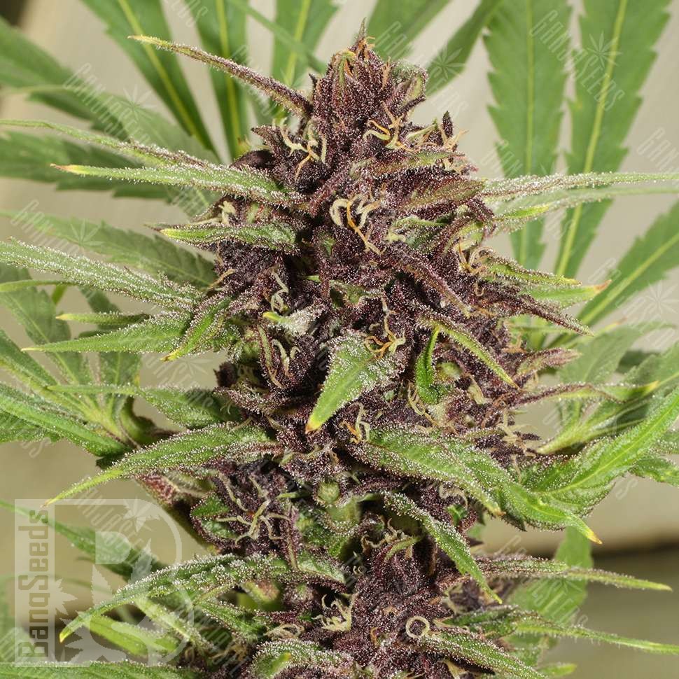 Семена  Freddy's Best feminised Ganja Seeds