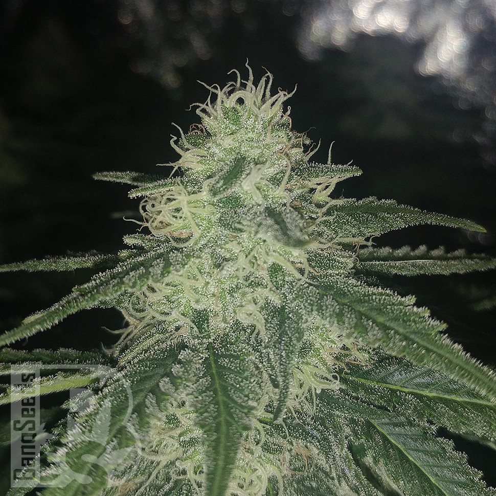 Семена конопли  Afghan feminised Ganja Seeds