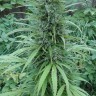 Семена  White Gum feminised Ganja Seeds