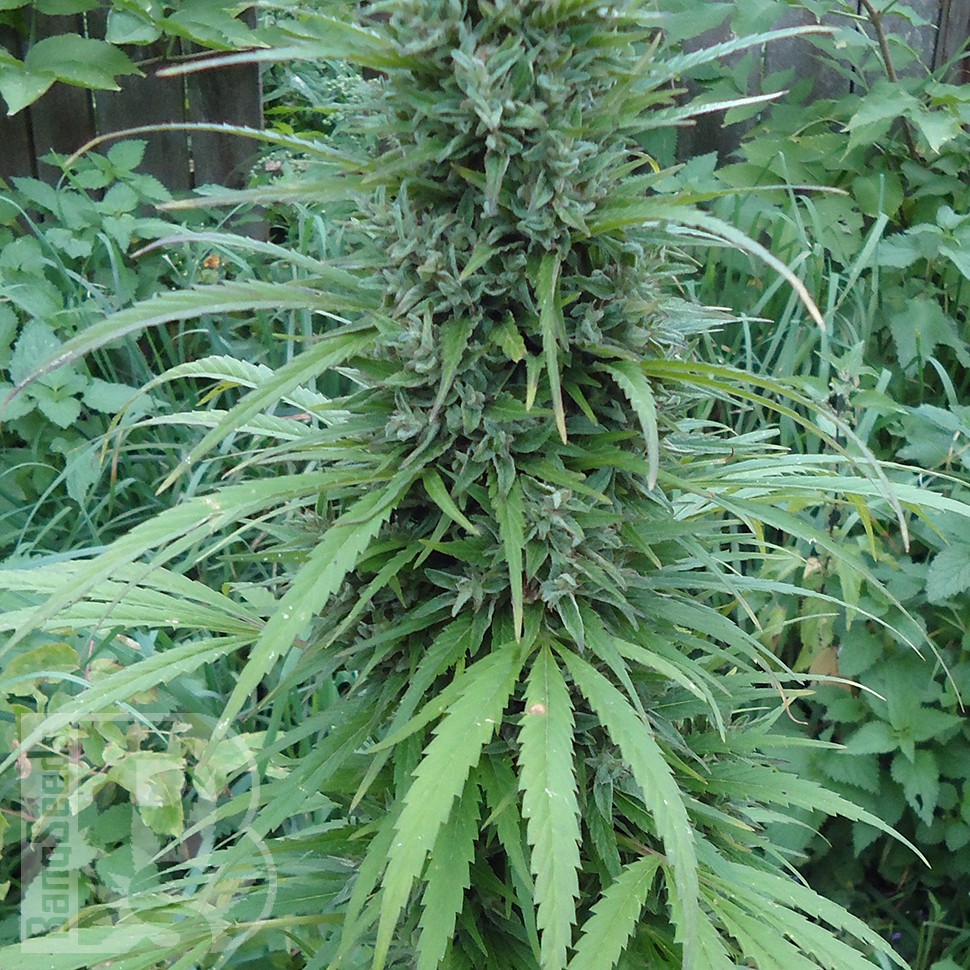 Семена  White Gum feminised Ganja Seeds