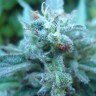 Семена  White Gum feminised Ganja Seeds