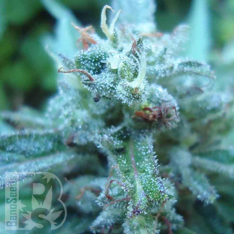 Семена  White Gum feminised Ganja Seeds