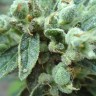 Семена  White Gum feminised Ganja Seeds