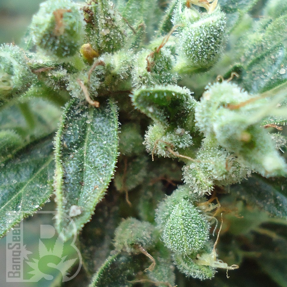 Семена  White Gum feminised Ganja Seeds