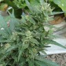 Семена  White Gum feminised Ganja Seeds