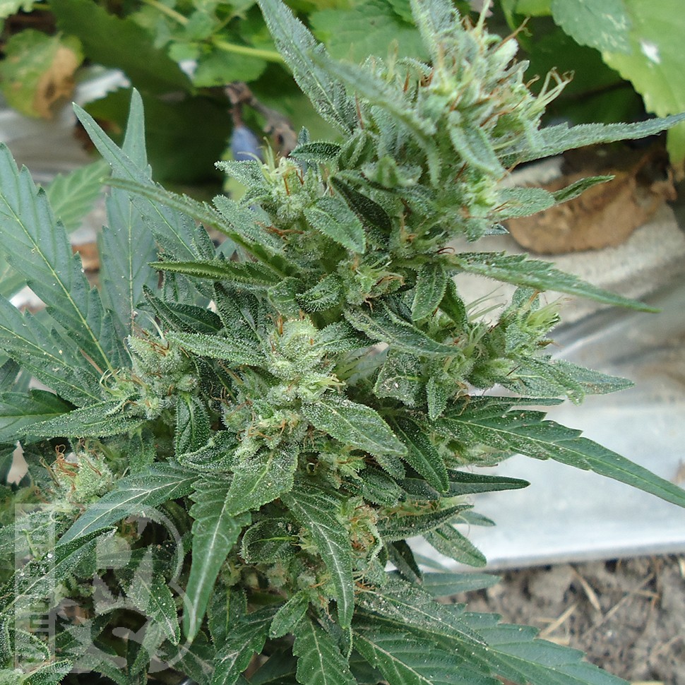 Семена  White Gum feminised Ganja Seeds