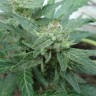 Семена  White Gum feminised Ganja Seeds