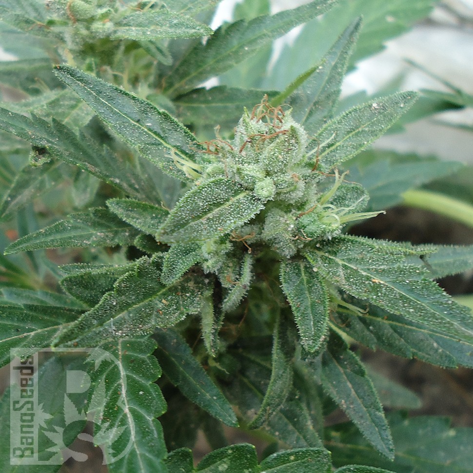 Семена  White Gum feminised Ganja Seeds