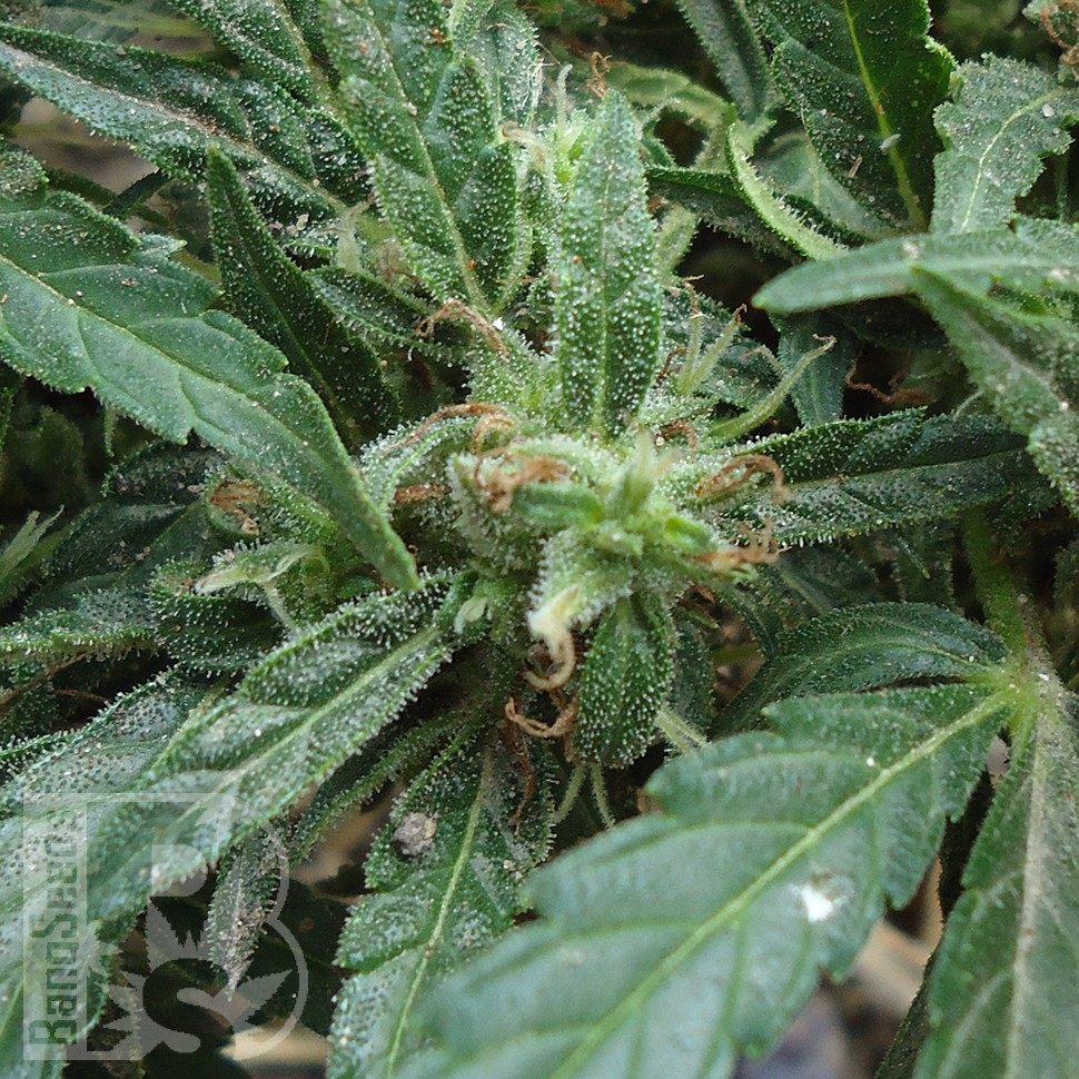 Семена  White Gum feminised Ganja Seeds