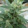 Семена  White Gum feminised Ganja Seeds