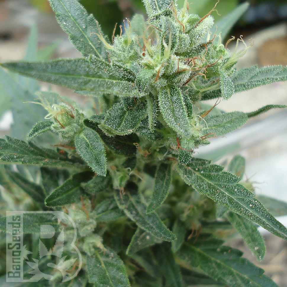 Семена  White Gum feminised Ganja Seeds