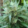 Семена  White Gum feminised Ganja Seeds