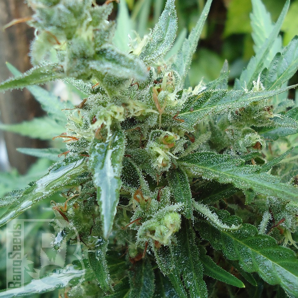 Семена  White Gum feminised Ganja Seeds