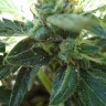 Семена  White Gum feminised Ganja Seeds