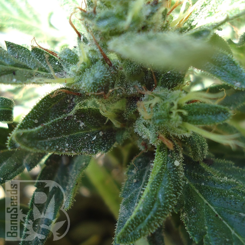 Семена  White Gum feminised Ganja Seeds