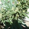 Семена  White Gum feminised Ganja Seeds