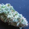 Семена  White Gum feminised Ganja Seeds