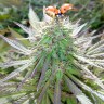 Семена  White Gum feminised Ganja Seeds