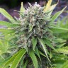 Семена  White Gum feminised Ganja Seeds