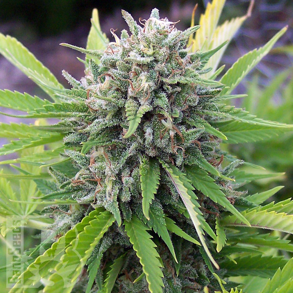 Семена  White Gum feminised Ganja Seeds