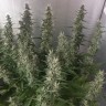 Семена  White Gum feminised Ganja Seeds