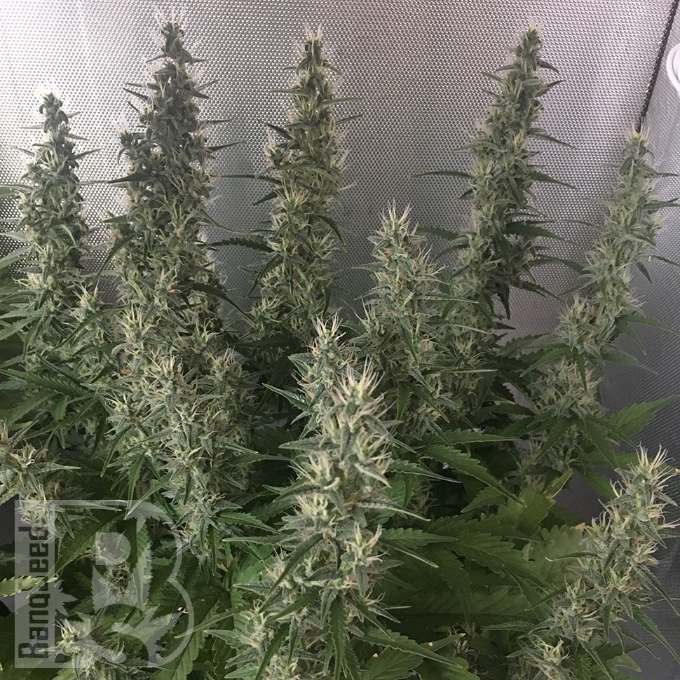 Семена  White Gum feminised Ganja Seeds