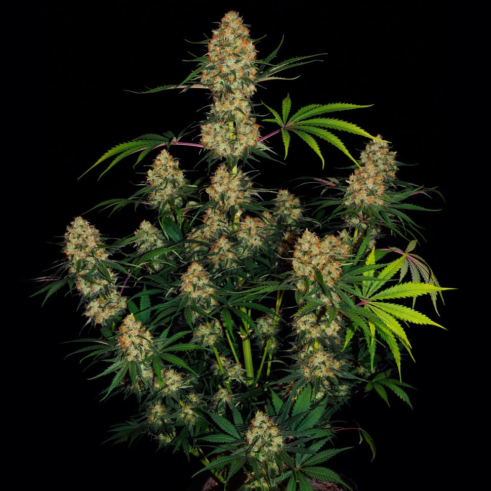 Семена конопли  Auto Hindu Kush feminised Ganja Seeds