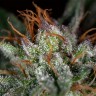 заказать семена конопли почтой Auto Hindu Kush feminised