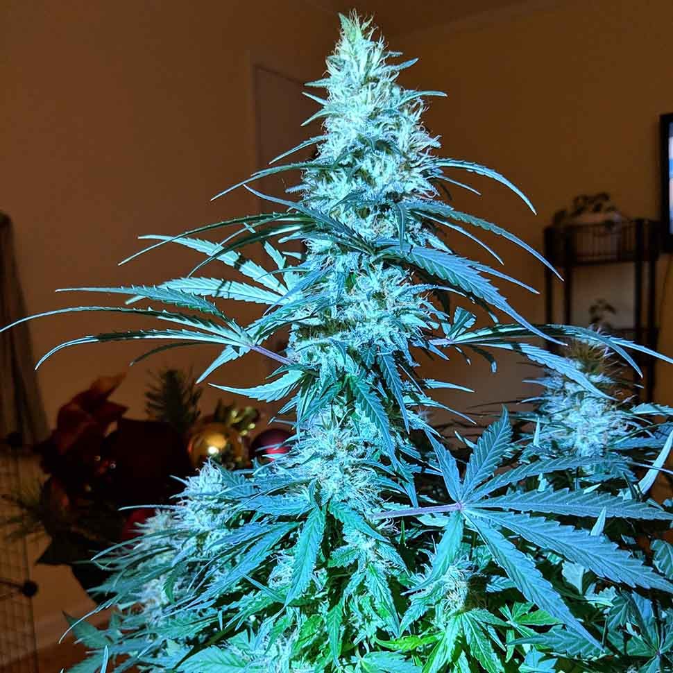 Семена  Anesthesia regular Ganja Seeds