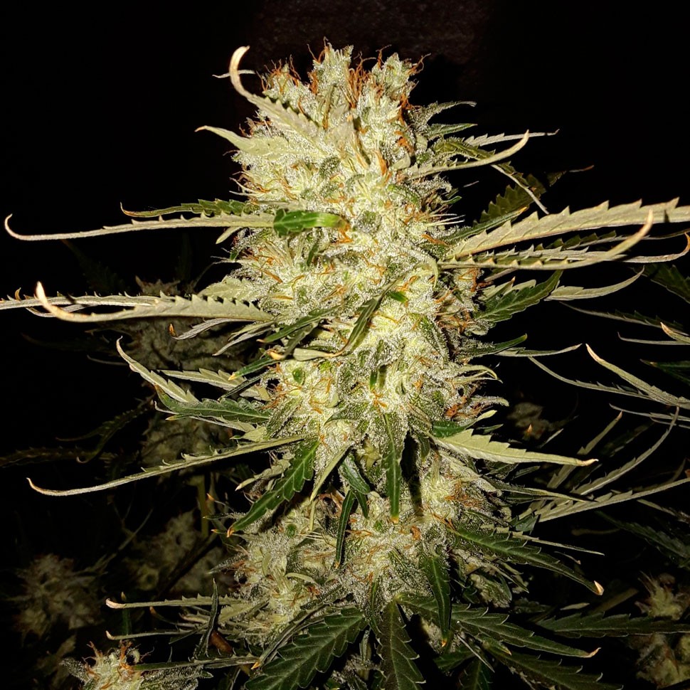 Семена конопли  Auto OG Kush feminised Ganja Seeds