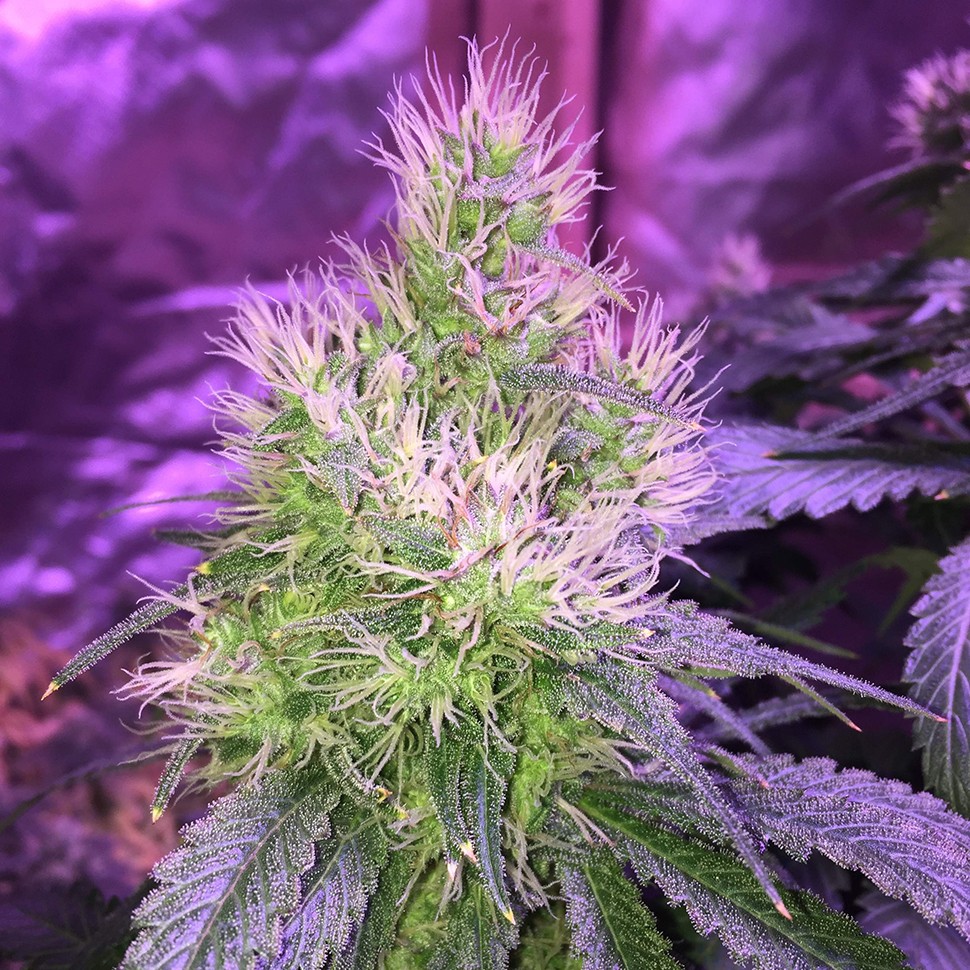 семена конопли курьером Auto Northern Lights feminised Victory Seeds