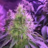 семена конопли для курения Auto Northern Lights feminised Victory Seeds