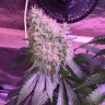 семена конопли для выращивания Auto Northern Lights feminised Victory Seeds