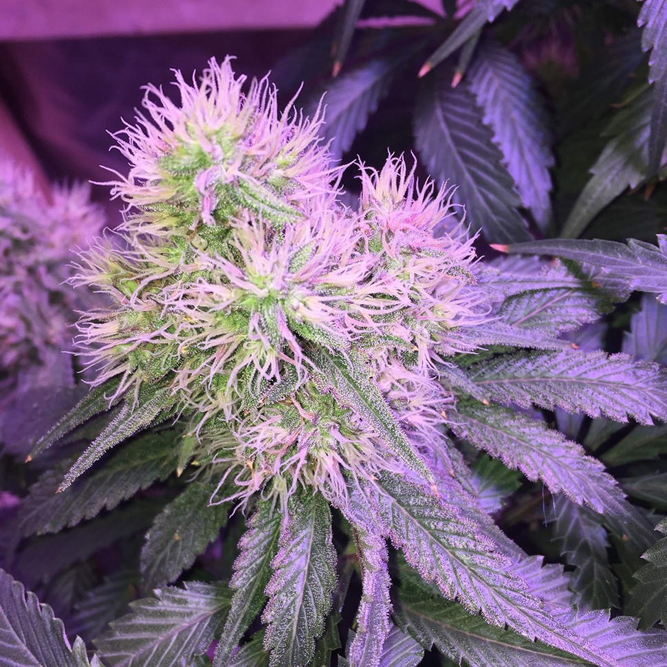 заказ семян конопли Нур-Султан Auto Northern Lights feminised Victory Seeds