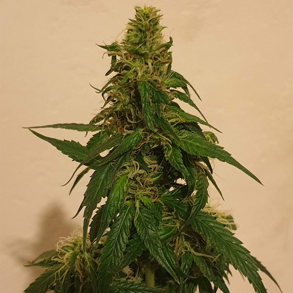 Семена конопли  Gelato feminised Ganja Seeds