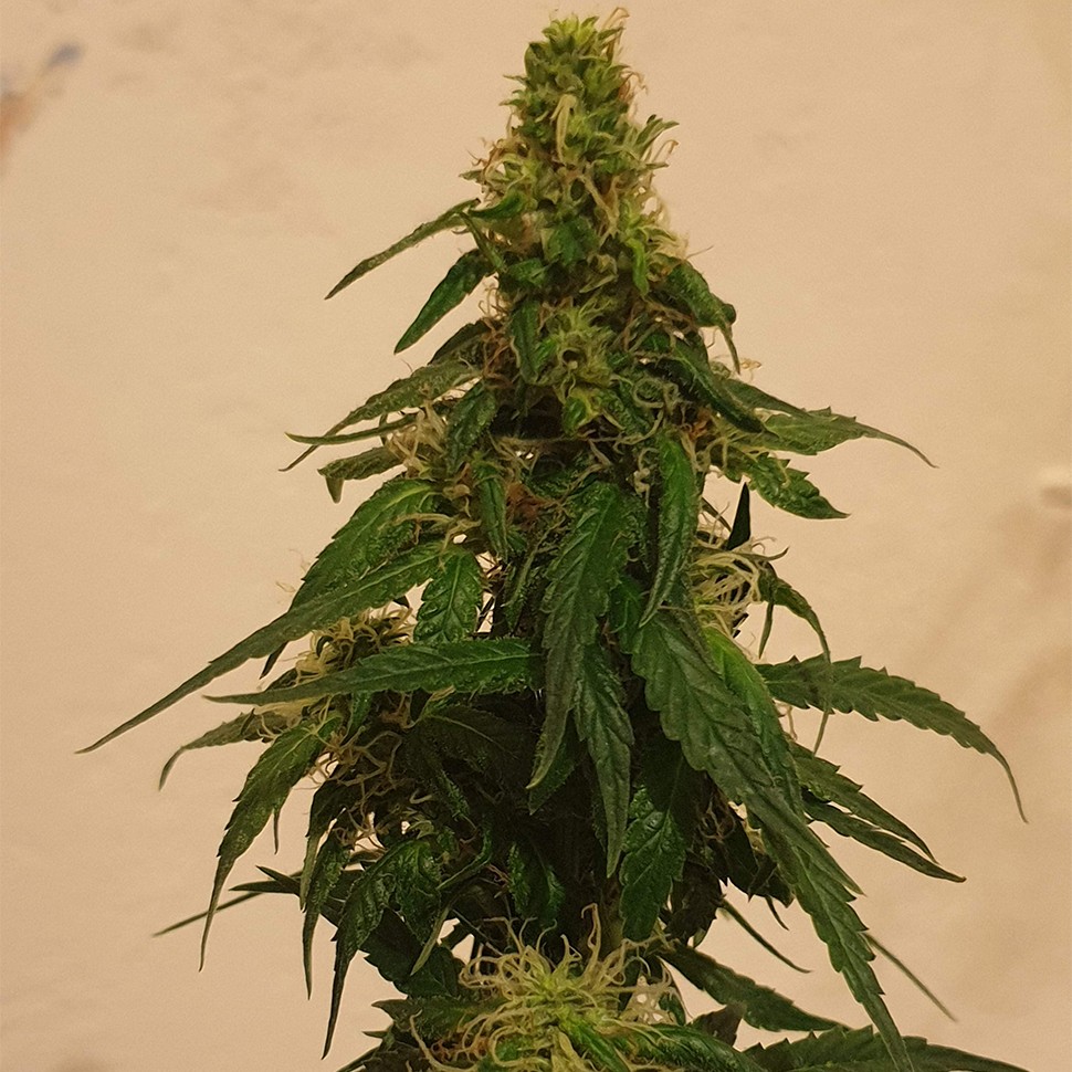 семена конопли в Казахстане Gelato feminised Ganja Seeds