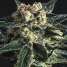 Купить семена AK Skunk feminised Ganja Seeds