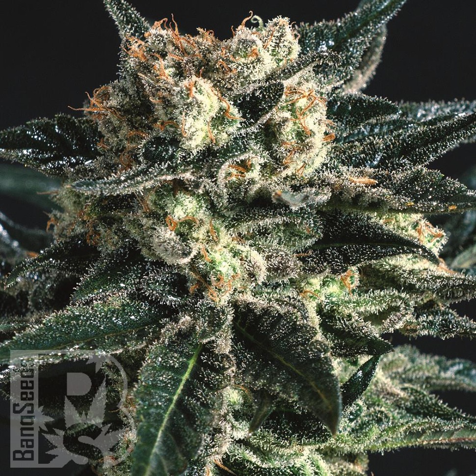 Купить семена AK Skunk feminised Ganja Seeds