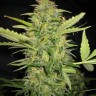 Семена марихуаны  AK Skunk feminised Ganja Seeds