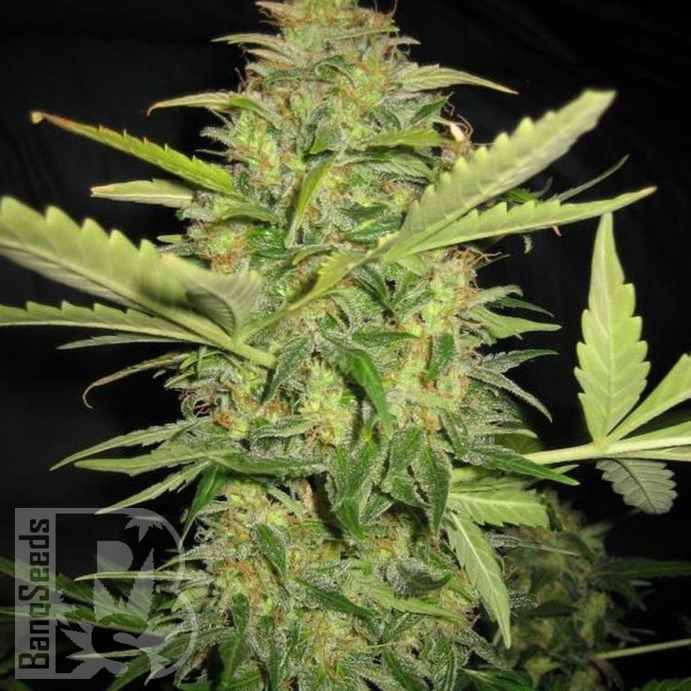 Семена марихуаны  AK Skunk feminised Ganja Seeds