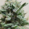 Семена марихуаны  AK Skunk feminised Ganja Seeds