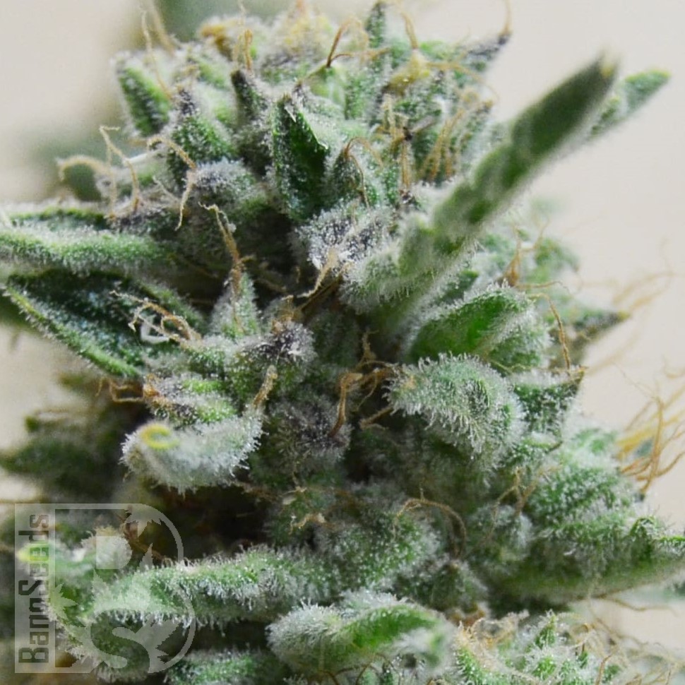 Семена марихуаны  AK Skunk feminised Ganja Seeds