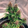 Семена конопли  Auto Black Opium feminised Ganja Seeds