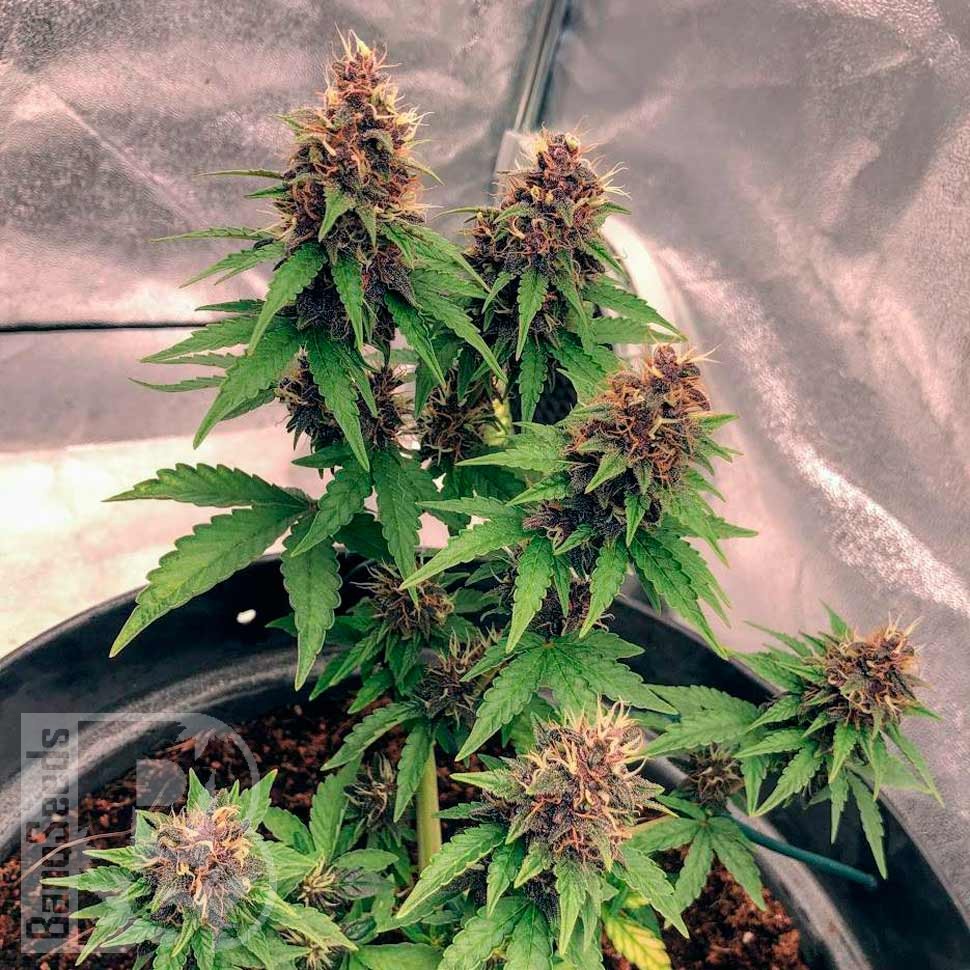 Семена конопли  Auto Black Opium feminised Ganja Seeds