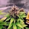 Семена конопли  Auto Black Opium feminised Ganja Seeds