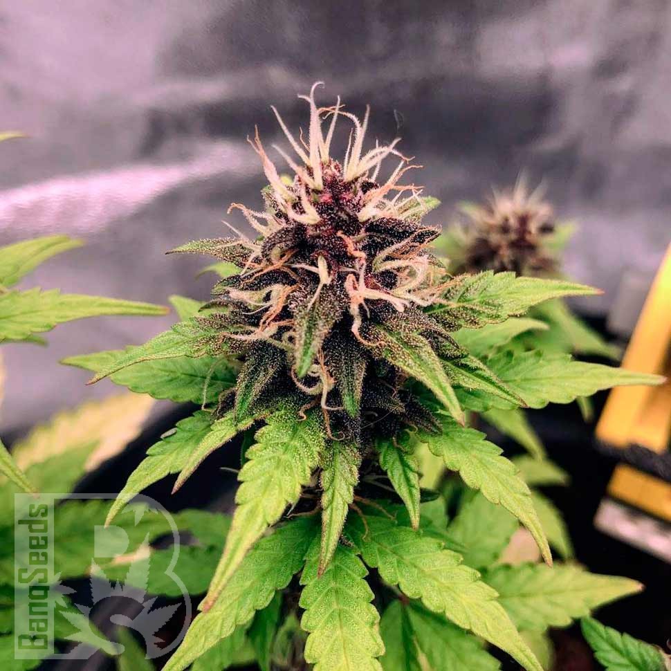 Семена конопли  Auto Black Opium feminised Ganja Seeds