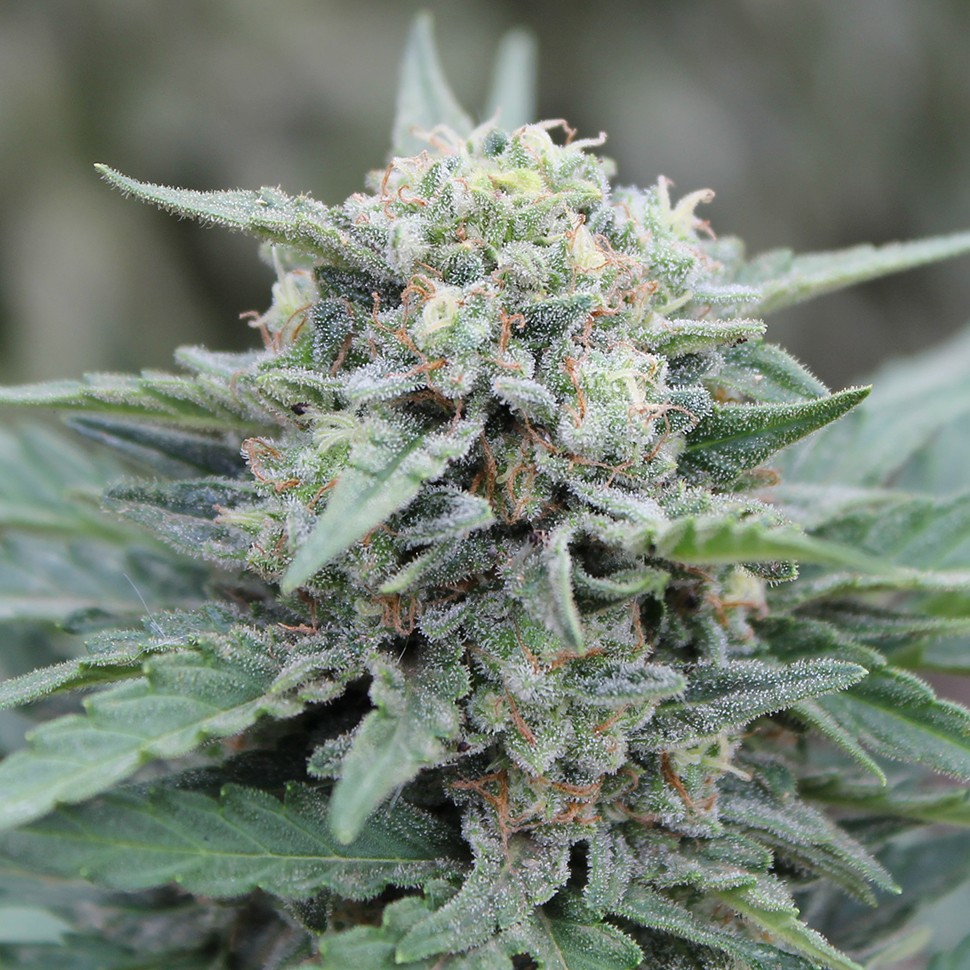 Семена конопли  Auto Lemon Skunk feminised Ganja Seeds