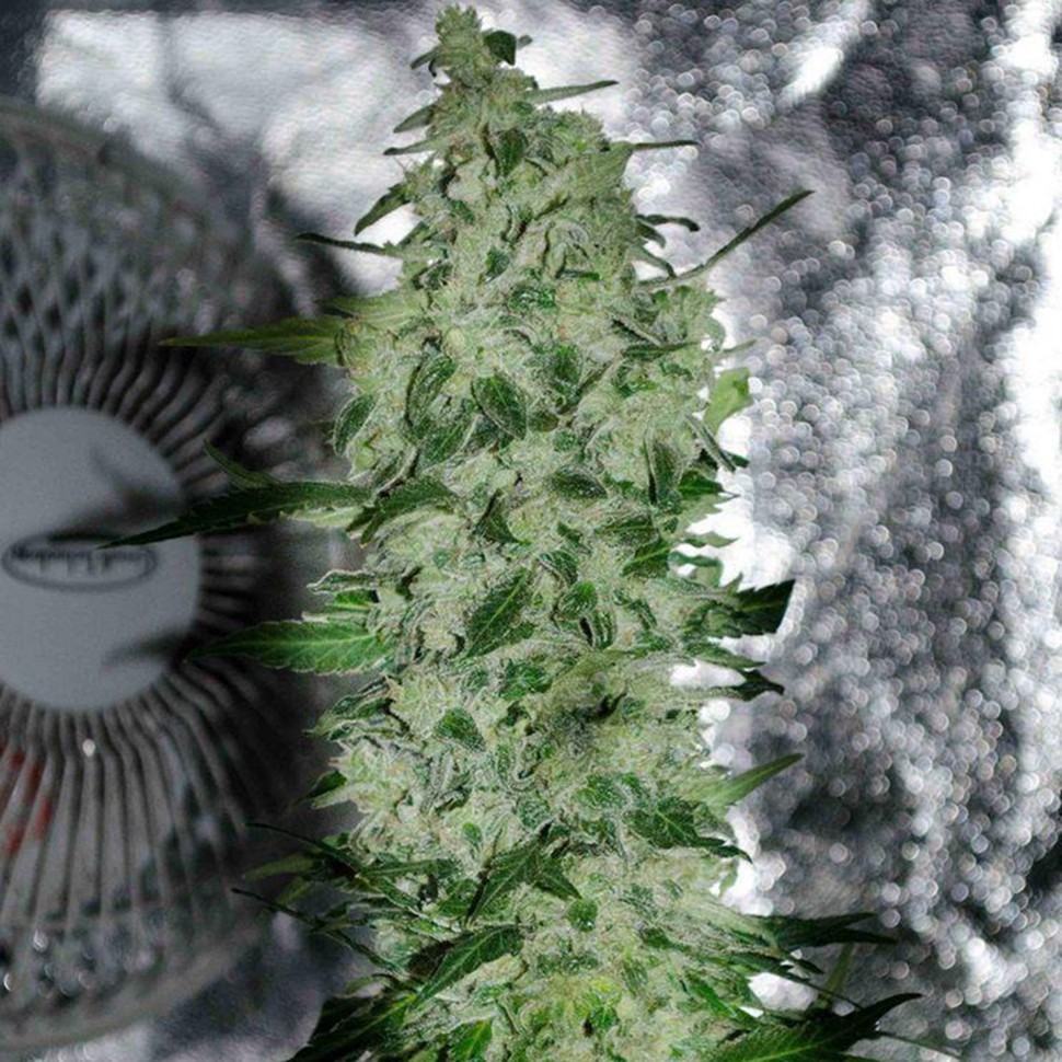 Семена конопли  Nibiru-47 regular Ganja Seeds