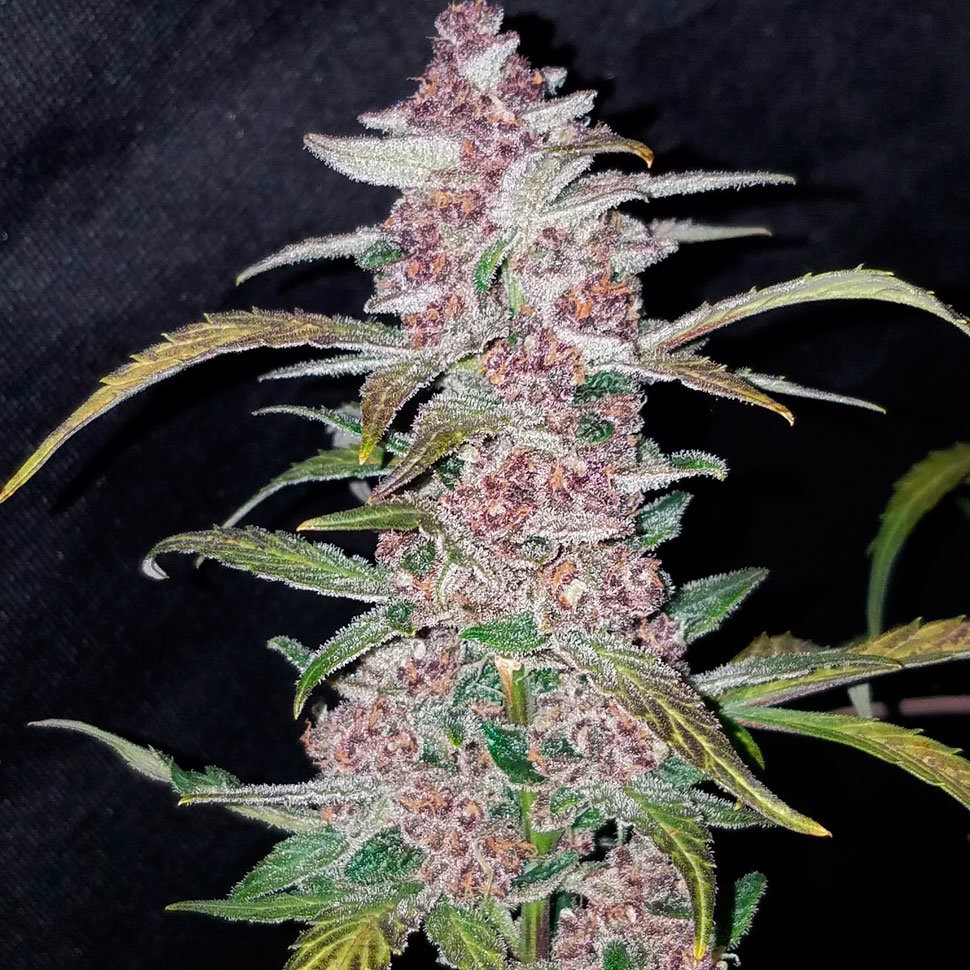 Семена  Havok feminised GanjaVIP Seeds