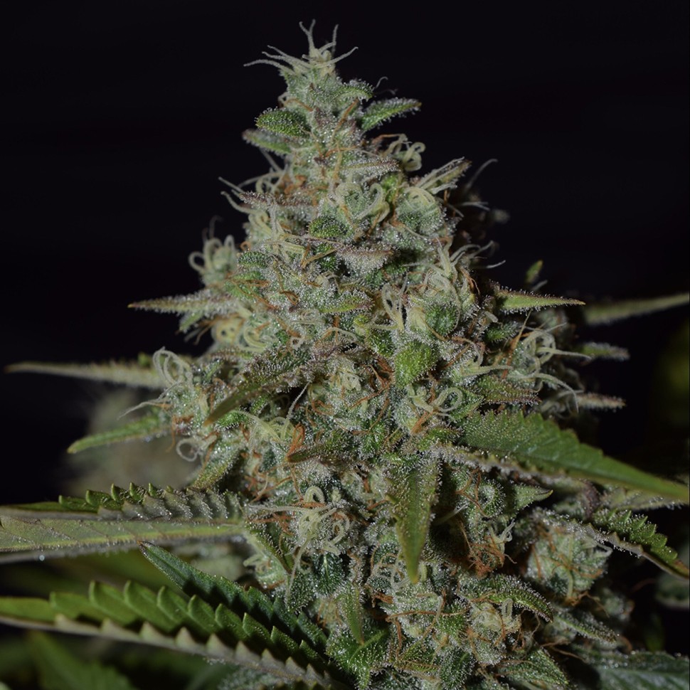 Семена конопли  Super Skunk feminised Neuro Seeds